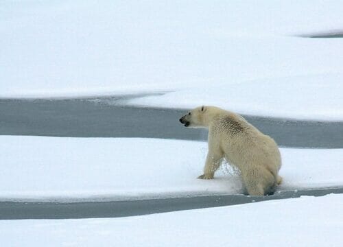Polar Bear Losing It's Home