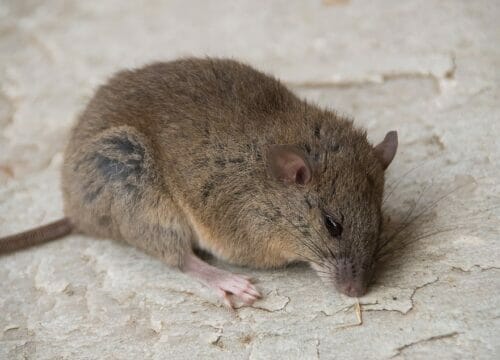 first mammal to go extinct due to global warming